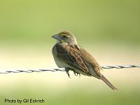 Dickcissel May 07 Field Trip 071 
